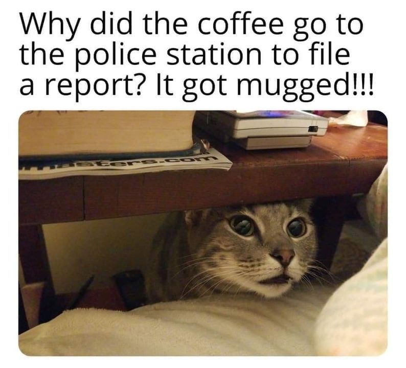 Funny Cat Memes