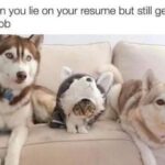 Funny Cat Memes