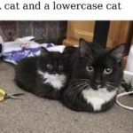 Funny Cat Memes