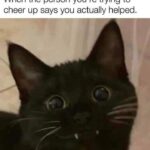 Funny Cat Memes