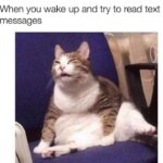 Funny Cat Memes