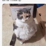 Funny Cat Memes