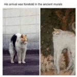 Funny Cat Memes