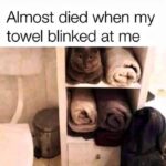 Funny Cat Memes