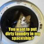 Funny Cat Memes