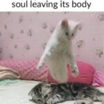 Funny Cat Memes