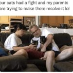 Funny Cat Memes