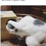 Funny Cat Memes