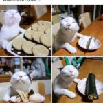 Funny Cat Memes