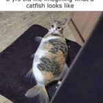 Funny Cat Memes