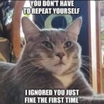 Funny Cat Memes