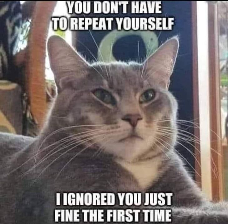 Funny Cat Memes