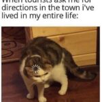 Funny Cat Memes