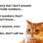 Funny Cat Memes