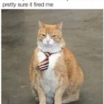 Funny Cat Memes