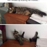 Funny Cat Memes