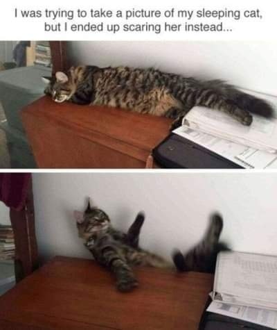 Funny Cat Memes