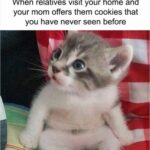 Funny Cat Memes