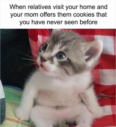 Funny Cat Memes