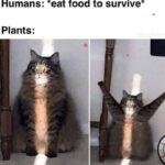 Funny Cat Memes