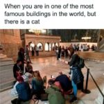 Funny Cat Memes