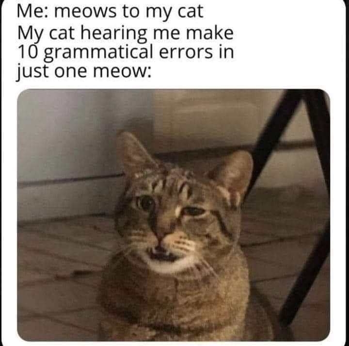 Funny Cat Memes