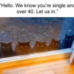 Funny Cat Memes