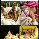 Funny Cat Memes