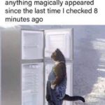 Funny Cat Memes