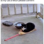 Funny Cat Memes