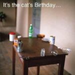 Funny Cat Memes