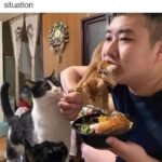 Funny Cat Memes