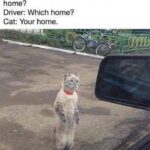 Funny Cat Memes