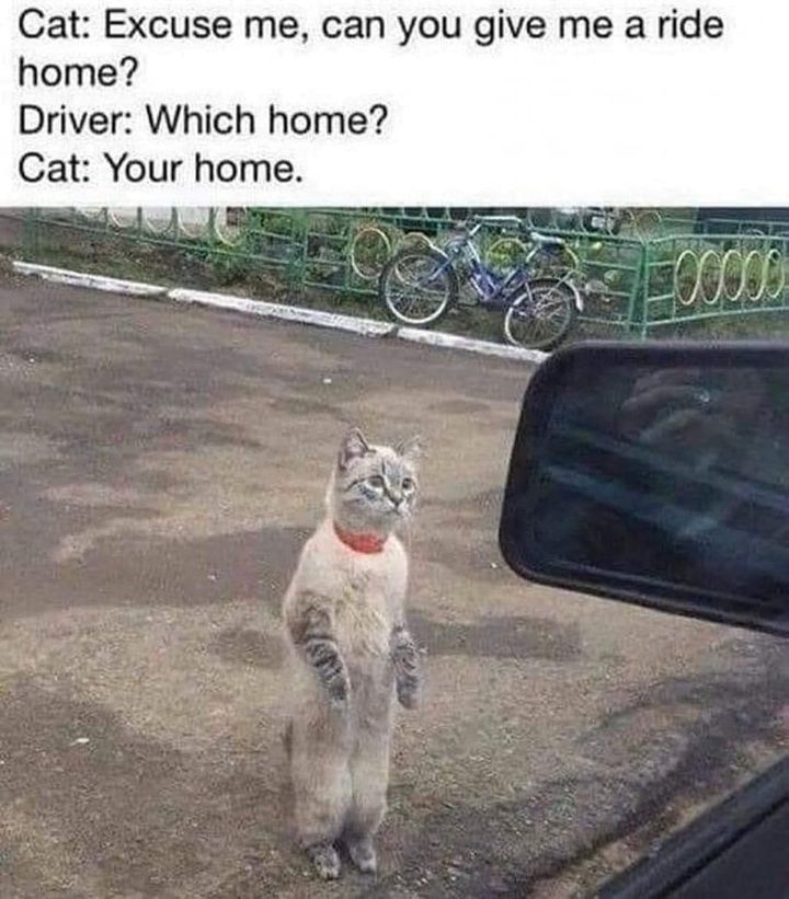 Funny Cat Memes