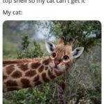 Funny Cat Memes