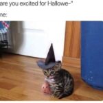 Funny Cat Memes