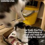 Funny Cat Memes