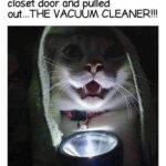 Funny Cat Memes