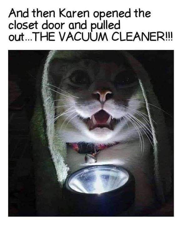 Funny Cat Memes