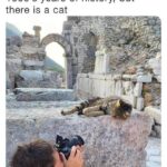 Funny Cat Memes