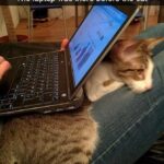 Funny Cat Memes