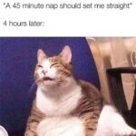 Funny Cat Memes