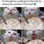 Funny Cat Memes