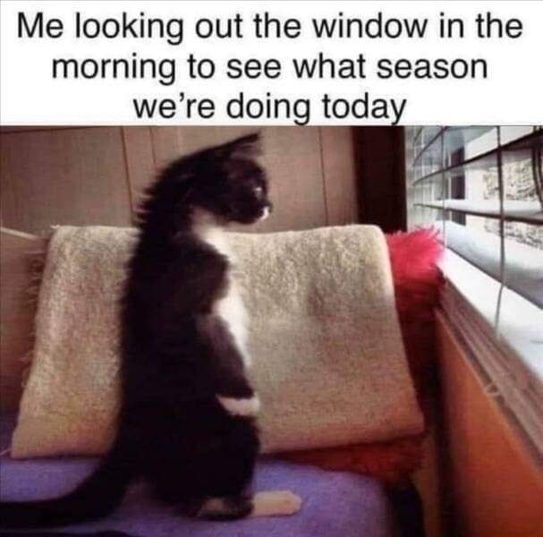 Funny Cat Memes