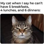 Funny Cat Memes