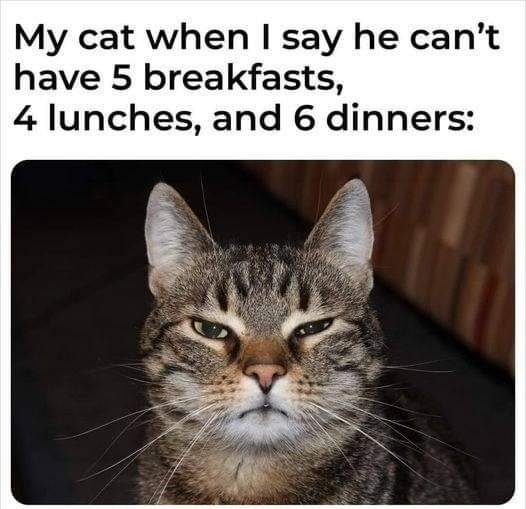 Funny Cat Memes