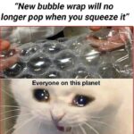 Funny Cat Memes