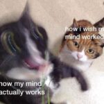 Funny Cat Memes