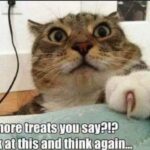 Funny Cat Memes