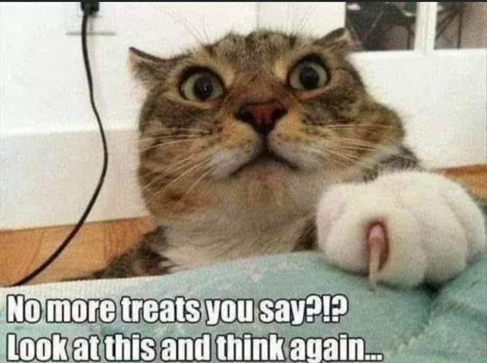 Funny Cat Memes